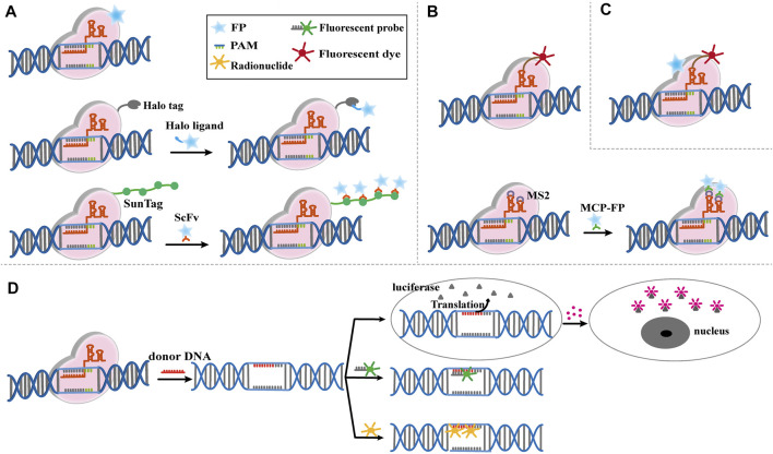 FIGURE 3