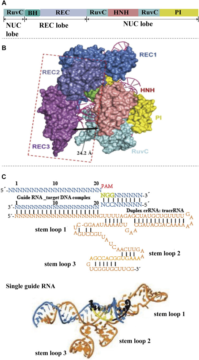 FIGURE 1