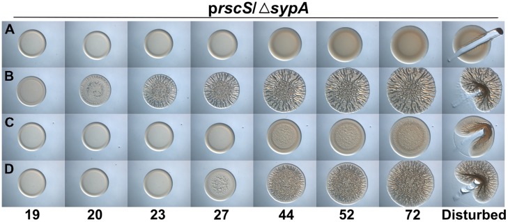 FIGURE 2