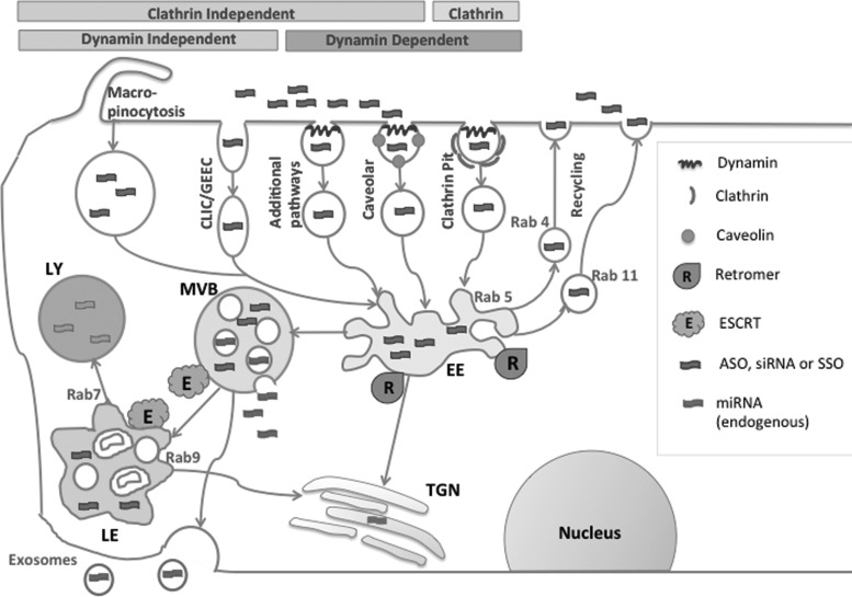 FIG. 1.