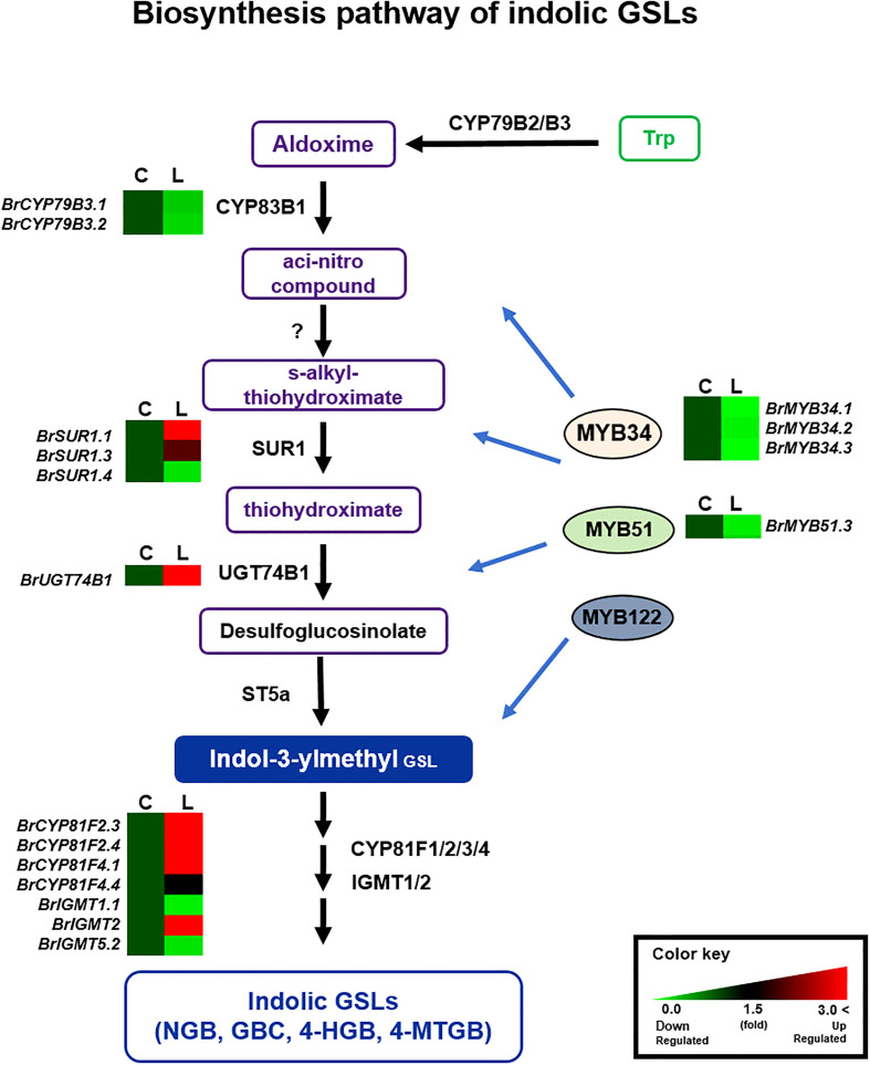 Figure 5