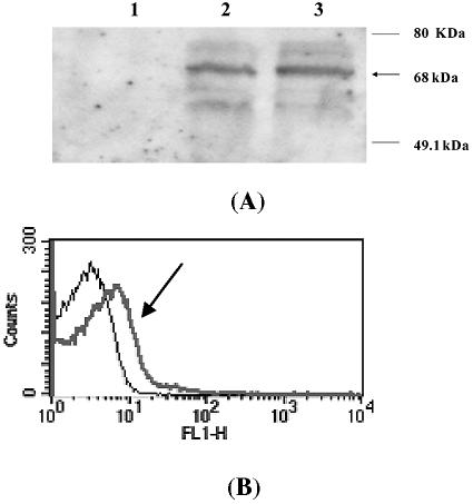 FIG. 1.