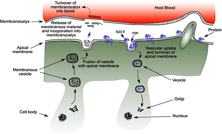 FIGURE 3