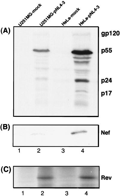 FIG. 7