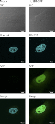 Figure 3.