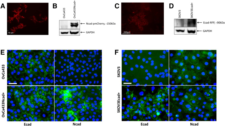 Supplemental Figure 3