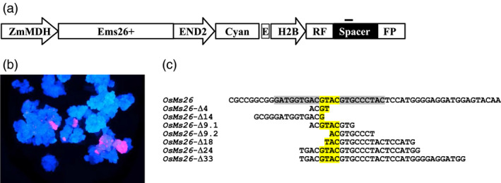 Figure 4