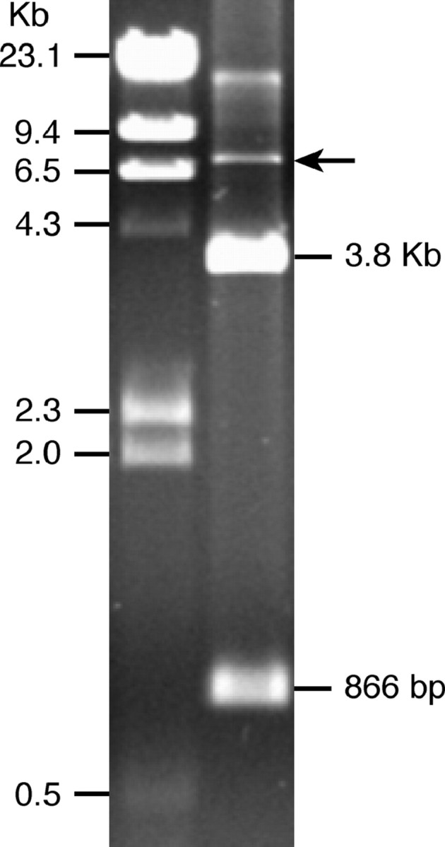 Figure 1.—