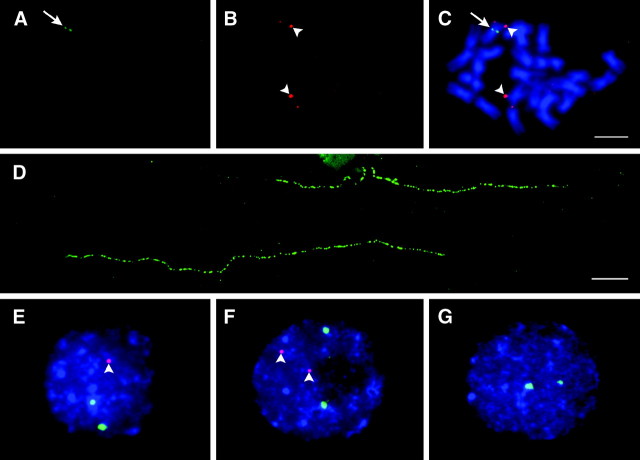 Figure 2.—