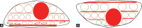 Figs 1A and B