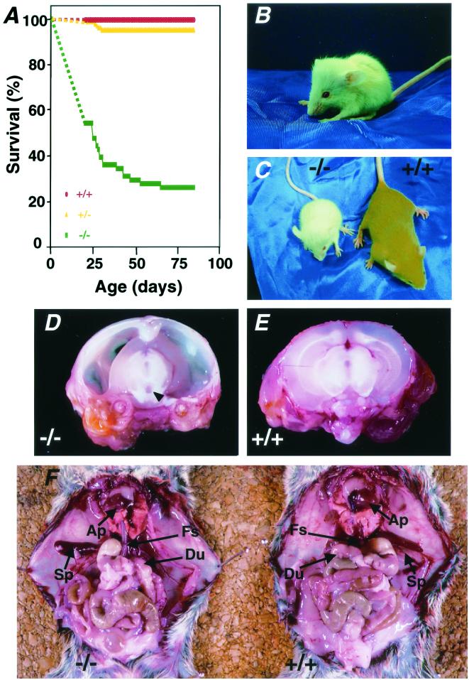 FIG. 2.