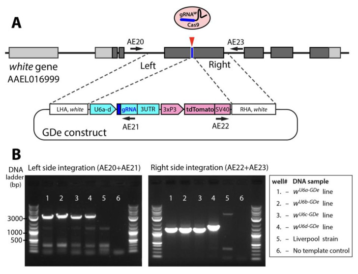 Figure 2—figure supplement 2.