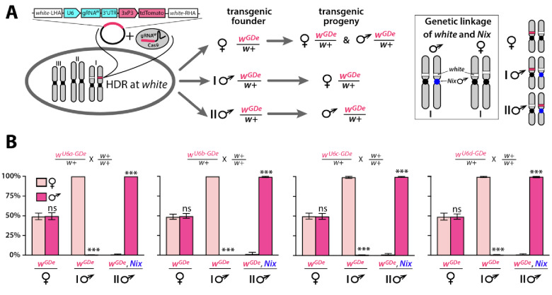 Figure 2—figure supplement 1.