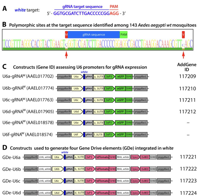 Figure 1—figure supplement 2.