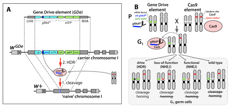 Figure 1—figure supplement 3.