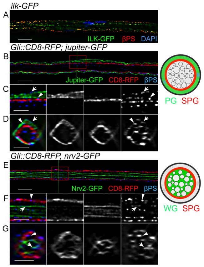 Fig. 2.