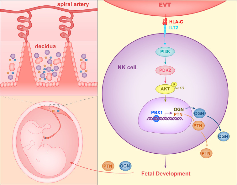 Roles of HLA-G in the Maternal-Fetal Immune Microenvironment - PMC