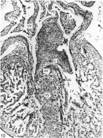 Fig. 10