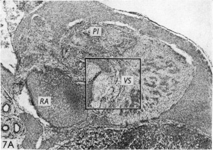 Fig. 7A