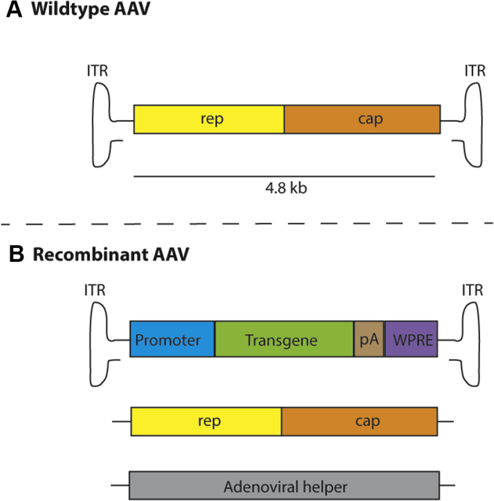 Figure 1