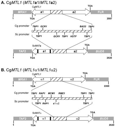 FIG. 1.