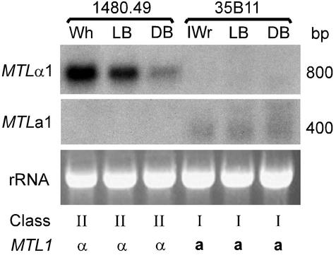 FIG. 8.