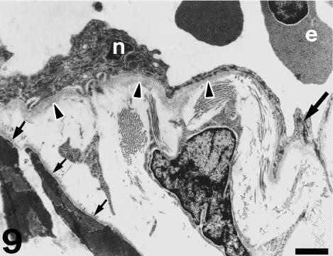 Fig. 9