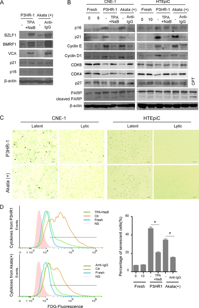 FIG 1