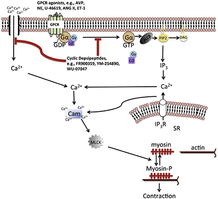 graphic file with name nihms-1518594-f0001.jpg