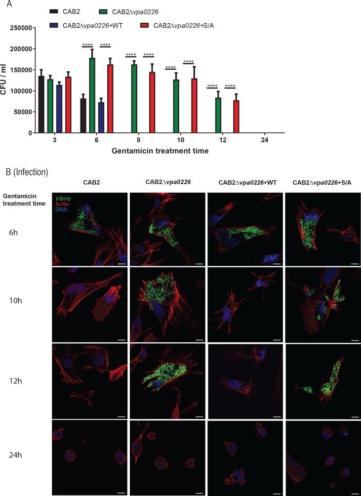 Figure 1—figure supplement 2.