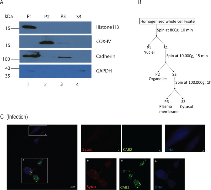 Figure 5—figure supplement 1.