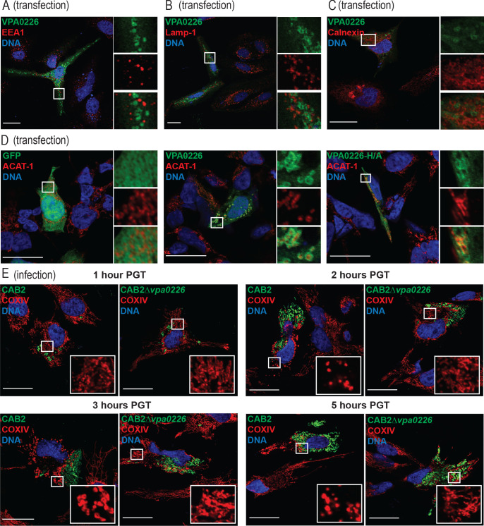 Figure 3—figure supplement 1.