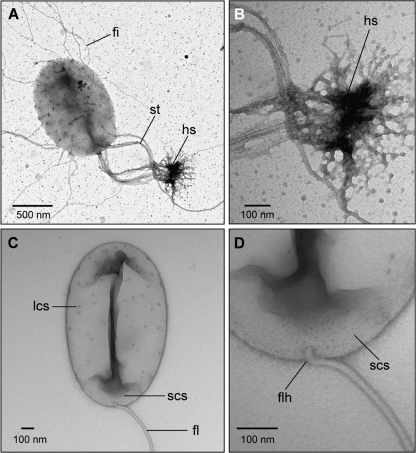 Fig. 1.