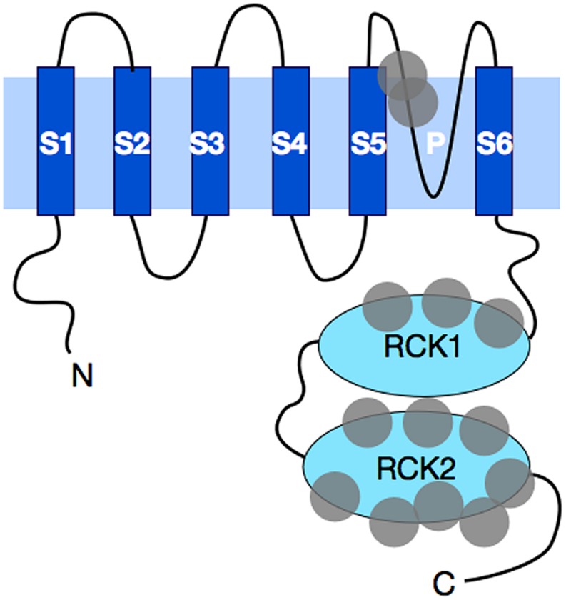 FIGURE 1