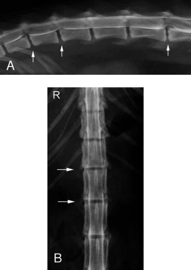 Fig 3.