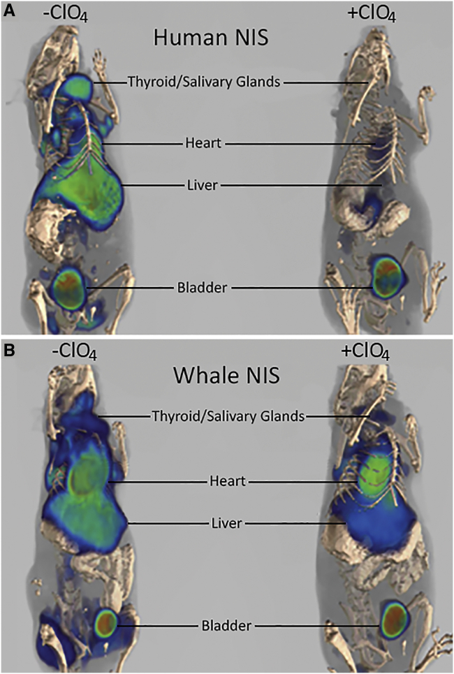 Figure 4