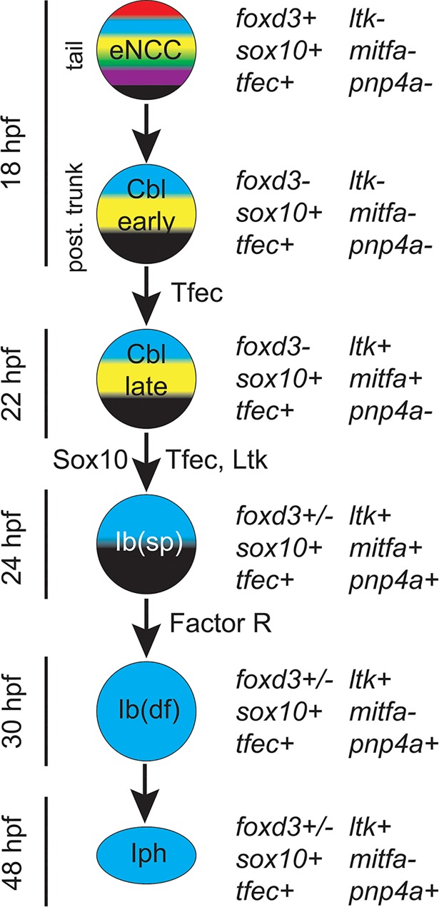 Fig 7