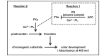 Fig.1. Principle of total PS activity measurement using a chromogenic assay