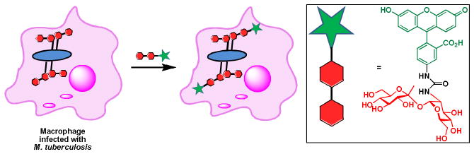 Scheme 5