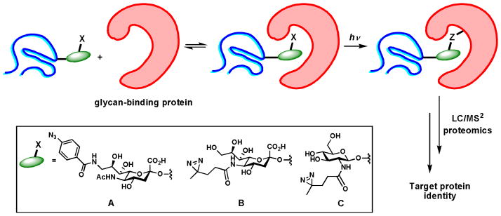 Scheme 6