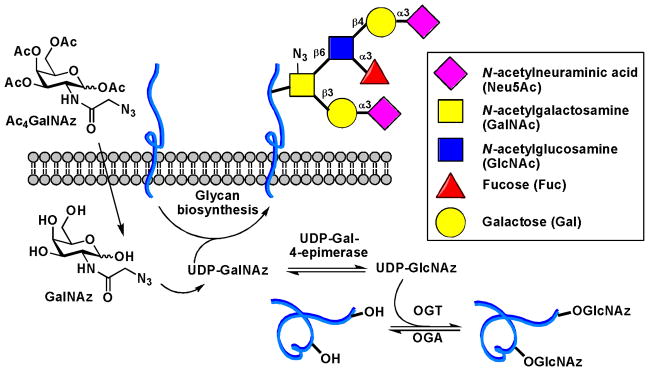 Scheme 2