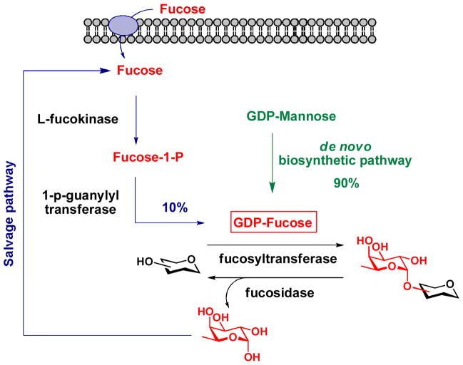 Scheme 3