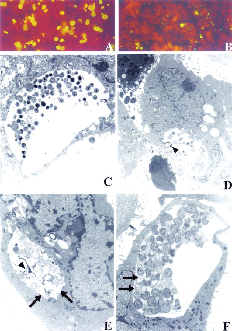 FIG.4.