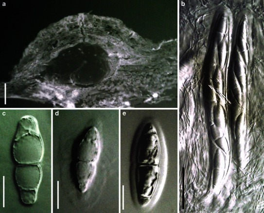 Fig. 63