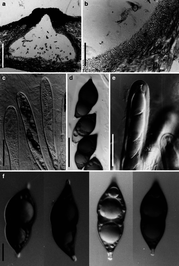 Fig. 85