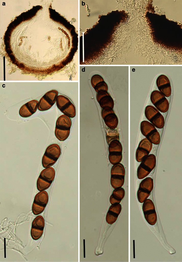 Fig. 13