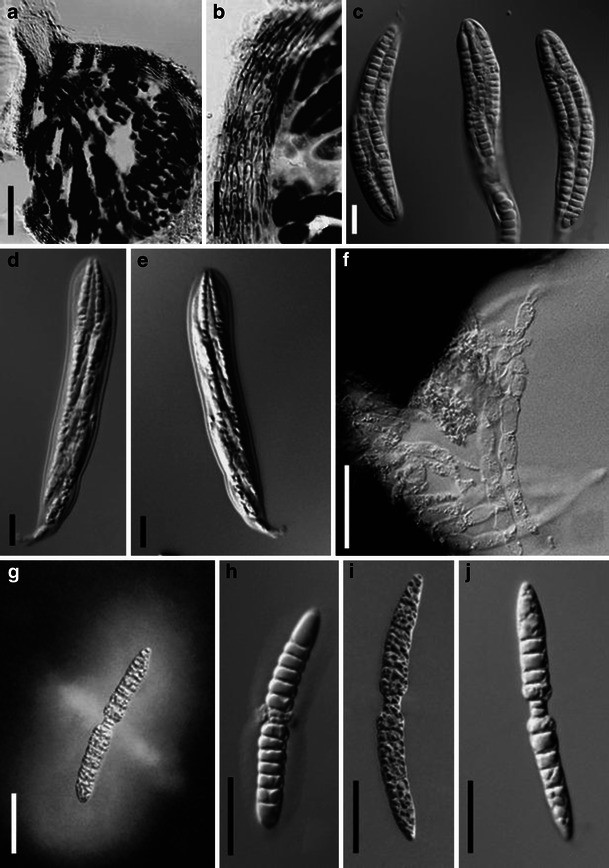 Fig. 38