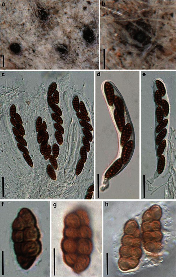 Fig. 76