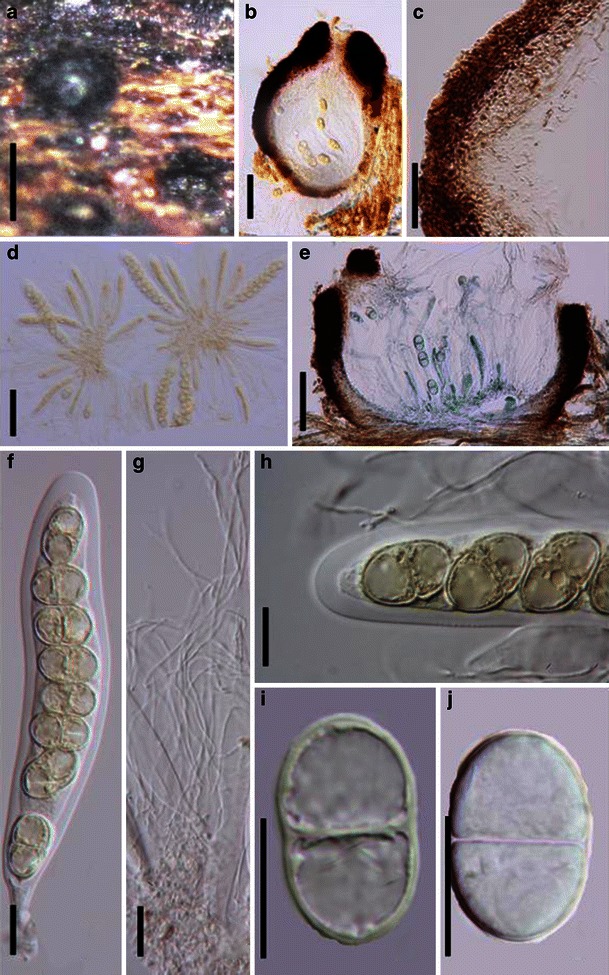 Fig. 11