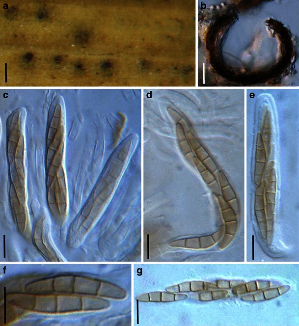 Fig. 74